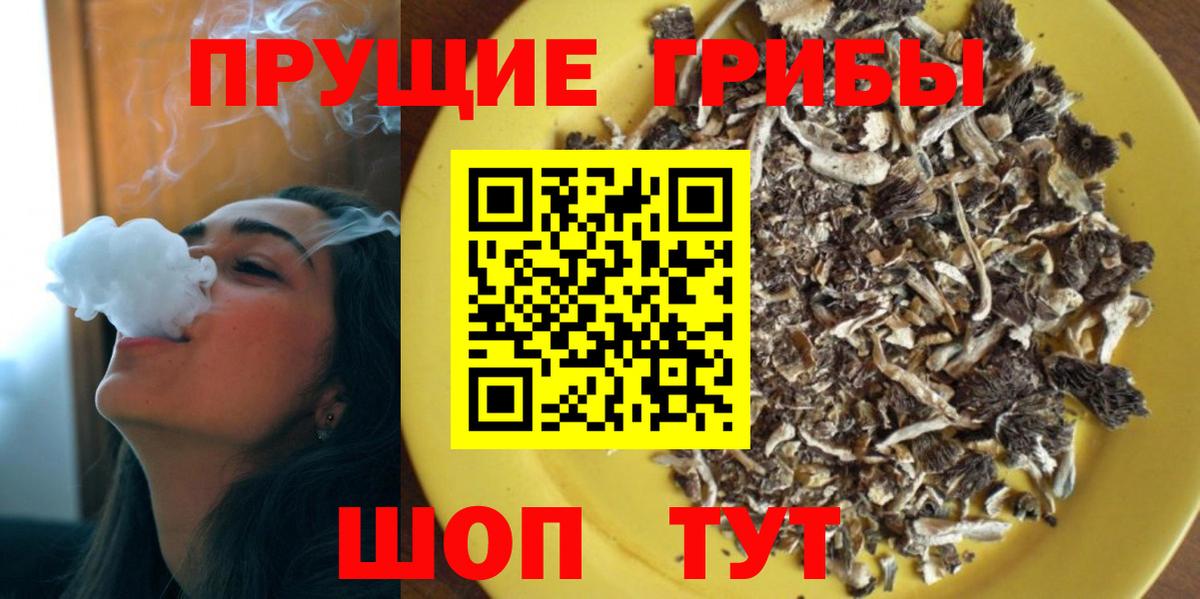 Псилоцибиновые грибы Psilocybine cubensis Гусиноозёрск